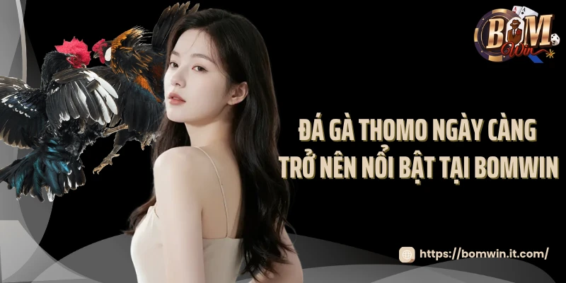 Đá gà thomo ngày càng trở nên nổi bật tại Bomwin 